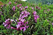 85 Dafne odorosa (daphne cneorum)